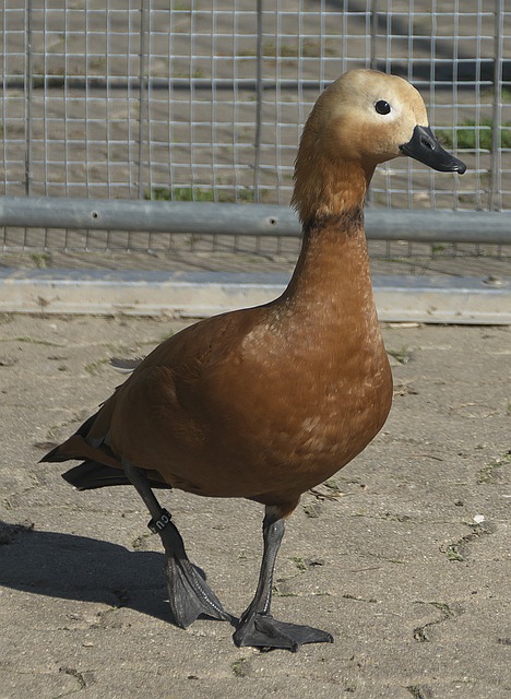 何观
